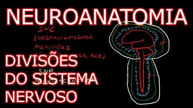 Neuroanatomia #1 - Divisões do Sistema Nervoso [Teoria da Medicina]