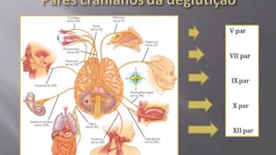 Neurofisiologia da Deglutição