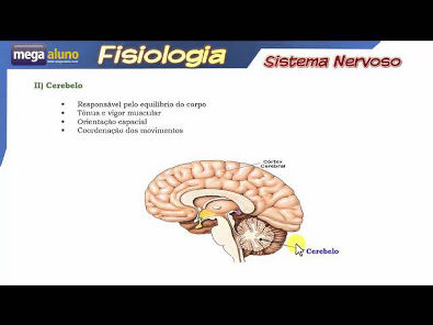Sistema Nervoso- Aula completa (divisão, encéfalo, medula,  arco-reflexo...)