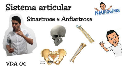 Sistema articular - Sinartrose e Anfiartrose - Vídeo Aula 04