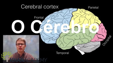 O Cérebro | Biologia Humana | Biologia | Khan Academy