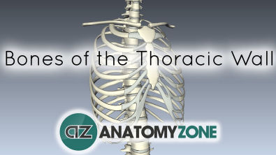 Bones of the Thoracic Wall - 3D Anatomy Tutorial