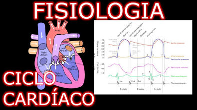 Aula: Fisiologia Cardíaca - Ciclo Cardíaco | Fisiologia Cardiovascular Humana #1