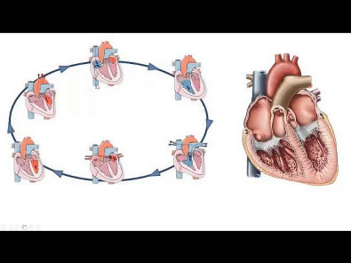 Ciclo Cardiaco