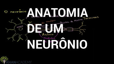Biologia - Anatomia de um neurônio (khan Academy)