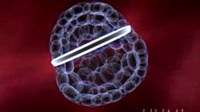 embriologia - animação embriogênese humana
