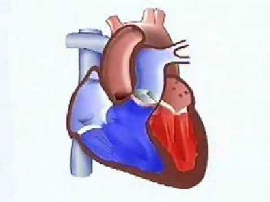 Biologia - Fisiologia - O coração
