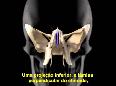 Ossos do Crânio e da Face (Legendado em Português)