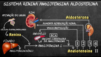 Sistema renina angiotensina aldosterona