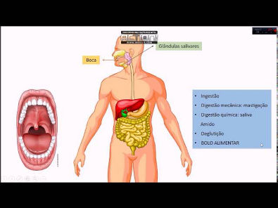 Aula Resumo: Sistema Digestório
