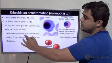 Eritroblasto ortocromático (normoblasto) - Teoria