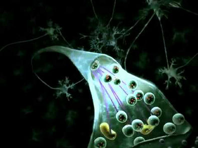 Neurotransmissor Sinapse  (Bomba sódio e potássio)