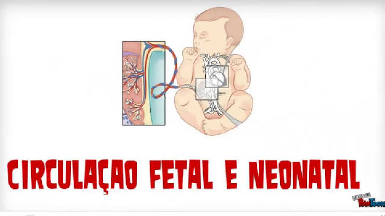 M201 Circulação fetal e Neonatal