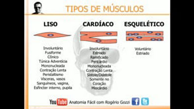 Tipos de Músculos Liso Estriado Cardíaco e Esquelético   Sistema Muscular