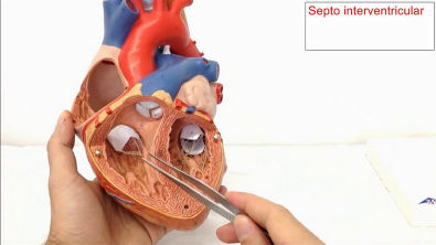 Anatomia Cardiovascular _ Coração _ Aula Prática 1