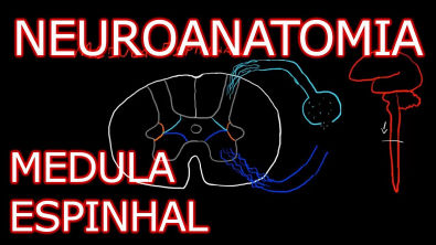 Neuroanatomia #3 - Medula Espinhal