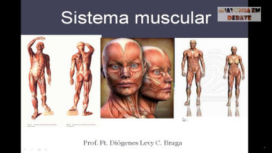 Anatomia em Debate: Sistema Muscular (parte 1)