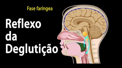 Deglutição, Fases e Visão Geral do Controle Neural, Animação. Alila Medical Media Português.