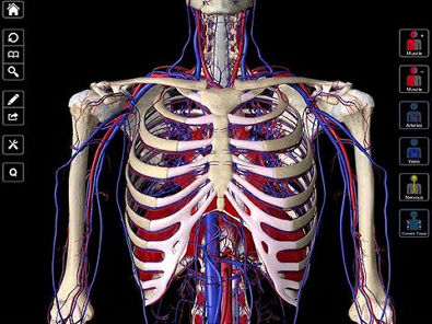 Anatomia óssea - Como decorar o nome dos ossos
