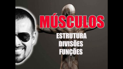 Sistema Muscular: Estrutura, divisões e funções dos músculos esqueléticos - VídeoAula 021