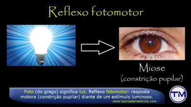 Neurofisiologia   Reflexos Oculares