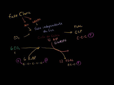 Fotossíntese - ciclo de Calvin