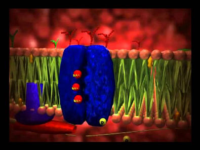 Animação funcionamento da celula (biologia celular)