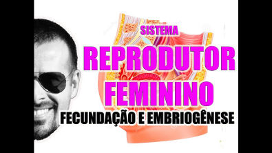 Vídeo Aula 052 - Sistema Reprodutor Feminino/Embriologia: Fecundação, nidação e formação do embrião