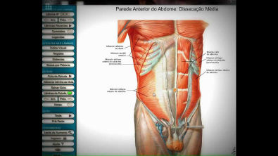 Anatomia Humana:  Músculos do tórax e abdomen.