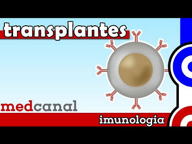 Transplantes | IMUNOLOGIA (Vídeo 12)