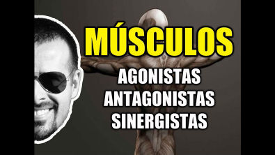 Vídeo Aula 095 - Sistema Muscular/Cinesiologia: Músculos Agonistas, Antagonistas e Sinergistas