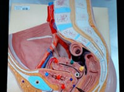 Anatomia Sistêmica