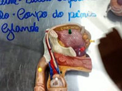 Anatomia Sistêmica