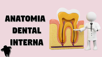 Anatomia Dental Interna e Tipos de Canais - Concursos para Dentistas - Aula de Endodontia