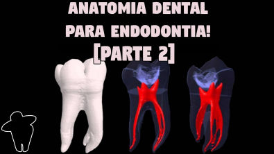 Parte 2 - Anatomia Dental Aplicada à Endodontia - Resumo - Concursos Para Dentistas