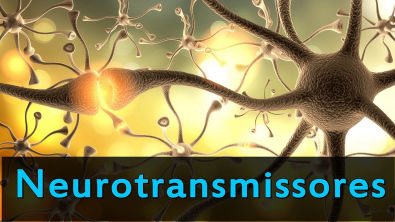 Neurotransmissores e suas Funções