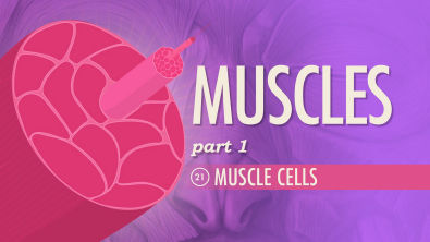 Muscles, part 1 - Muscle Cells: Crash Course A&P #21
