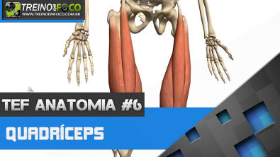 Treino em FOCO Anatomia #6 - Anatomia do Quadríceps