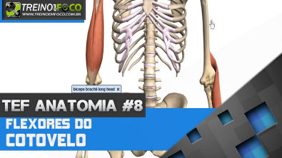 Treino em FOCO Anatomia #8 - Flexores do cotovelo