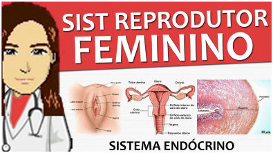 Sistema Endócrino 13 - Anatomia e histologia do sistema reprodutor feminino (vídeo-aula)