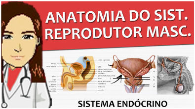 Sistema Endócrino 11 - Anatomia do sistema reprodutor masculino - Vídeo-aula