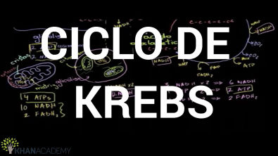 Ciclo de Krebs (Ciclo do ácido cítrico)