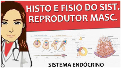 Sistema Endócrino 12 - Histologia e fisiologia do sistema reprodutor masculino - Vídeo-aula