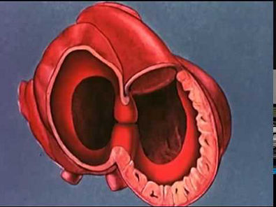 Formação embriológica do coração (Legendado)