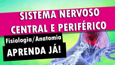 Sistema Nervoso Central e Periférico | Fisiologia e Anatomia
