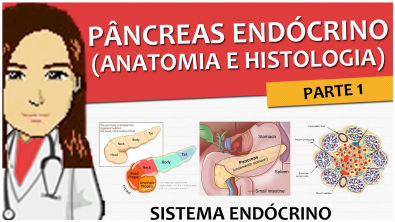 Sistema Endócrino 08 - Pâncreas endócrino (anatomia e histologia)
