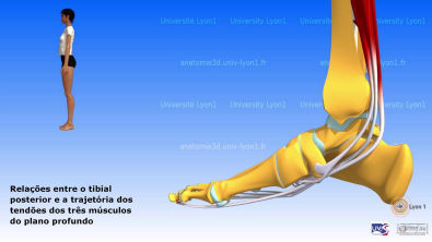 A perna: compartimento posterior, relação entre músculos