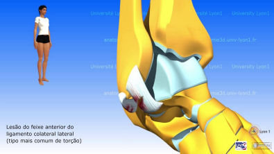 Artrologia do tornozelo
