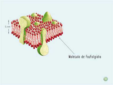 A membrana plasmática -  Parte 1: Funções e estrutura