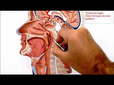 Anatomia Respiratória _ Nariz e Faringe _ Aula Prática 1